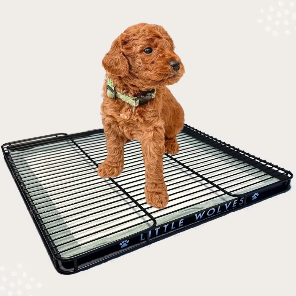 Health & Grooming 22" 3-15 lb 100 lbs