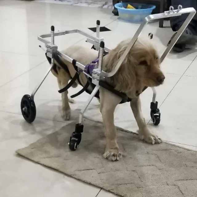 Wheel Dog adjustable silver