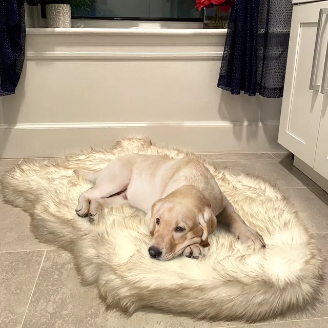 Dog Bed